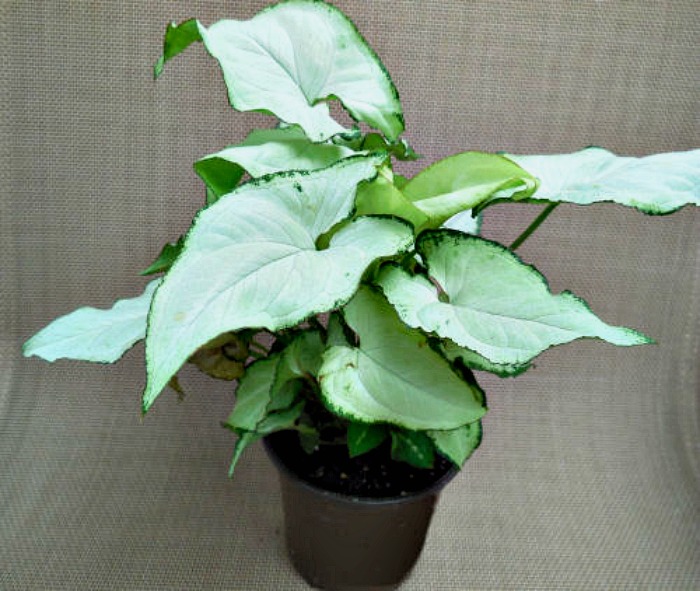 Cuidados com a planta Arrowhead - Dicas para cultivar Syngonium Podophyllum
