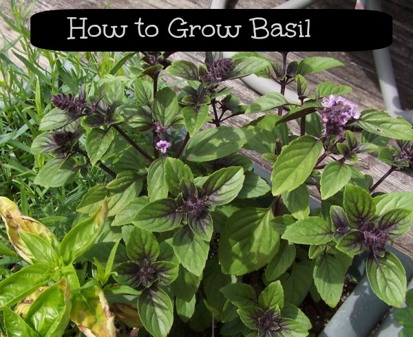 Dyrking av basilikum – Lær hvordan du enkelt dyrker den – årlig