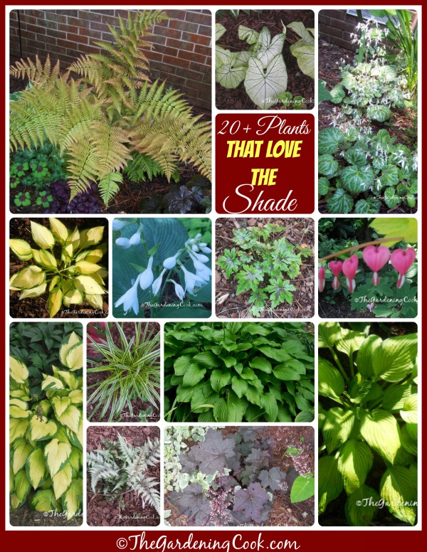 20+ рослин для тінистого саду плюс мій садовий макіяж