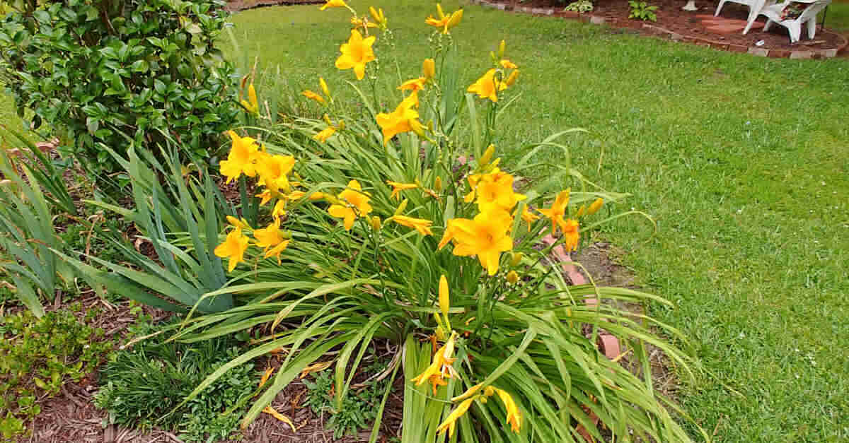 Deadheading Daylilies - Jak przycinać liliowce po kwitnieniu?
