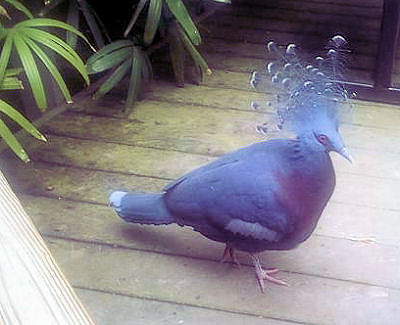 Victoria Crowned Pigeon - Goura Victoria Dejstva