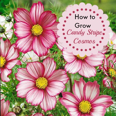 Cosmos – jednogodišnja biljka koja se lako brine i ne smeta lošem tlu
