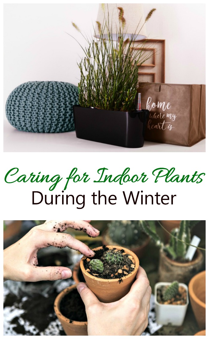 مراقبت از گیاهان در خانه زمستانی - مراقبت از گیاهان داخلی در طول زمستان