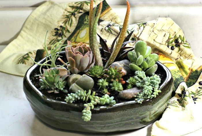Mpangilio wa Succulent - DIY Dish Garden - Jinsi ya Kupanga Succulents