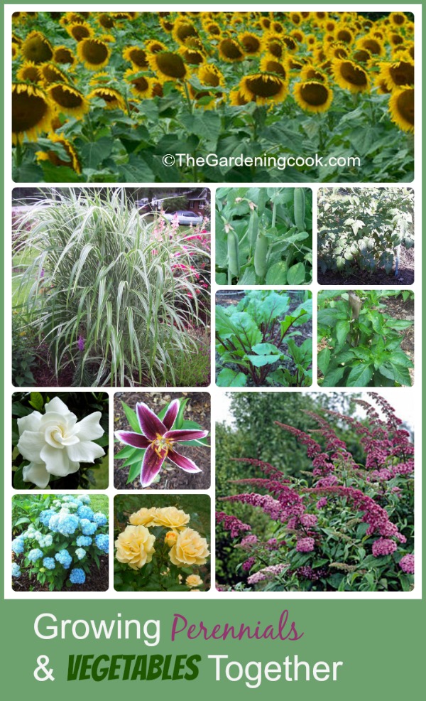 Cultivar plantas perennes y hortalizas en un solo espacio de jardín