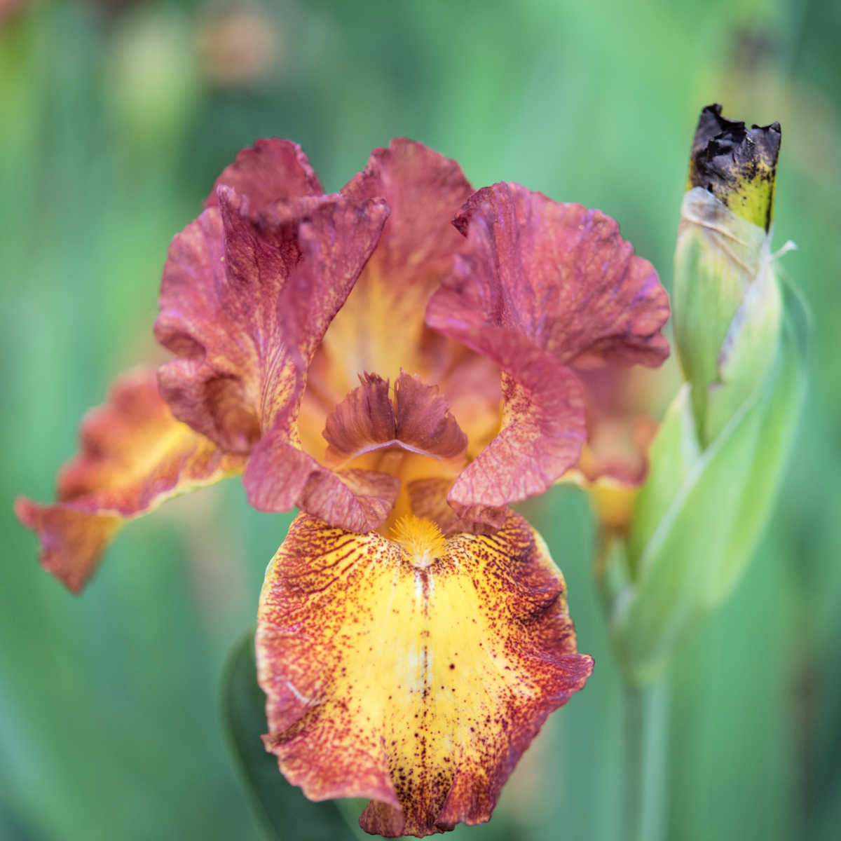 Variedades e cores de iris de reflorecemento