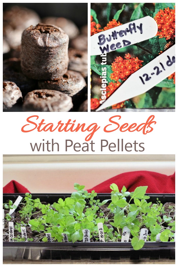 Jiffy Peat Pellet으로 실내에서 씨앗 시작하기 – Peat Pots에서 씨앗을 재배하는 방법