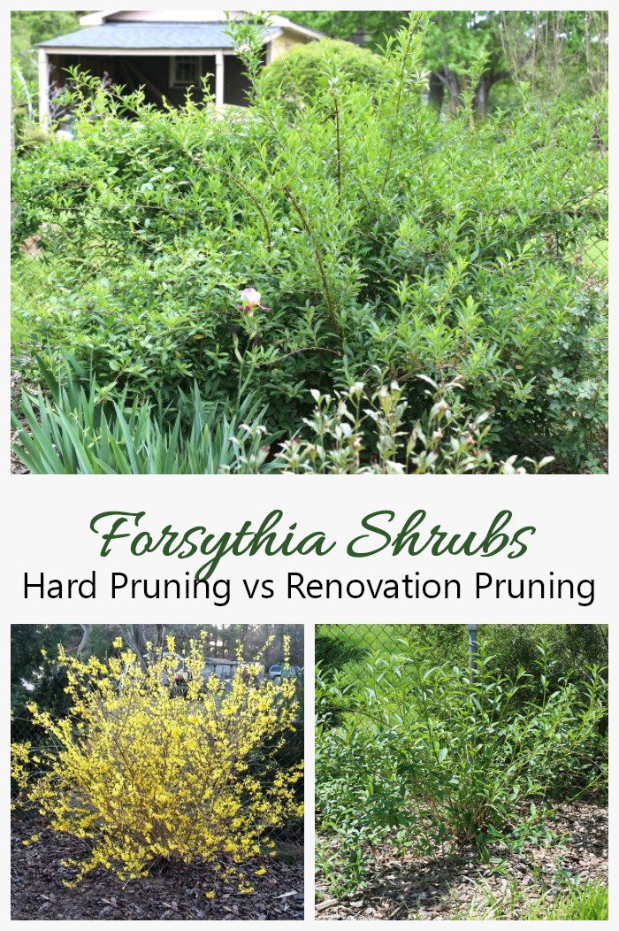 ການປັບປຸງການຕັດໄມ້ພຸ່ມ Forsythia vs Hard Pruning Forsythia