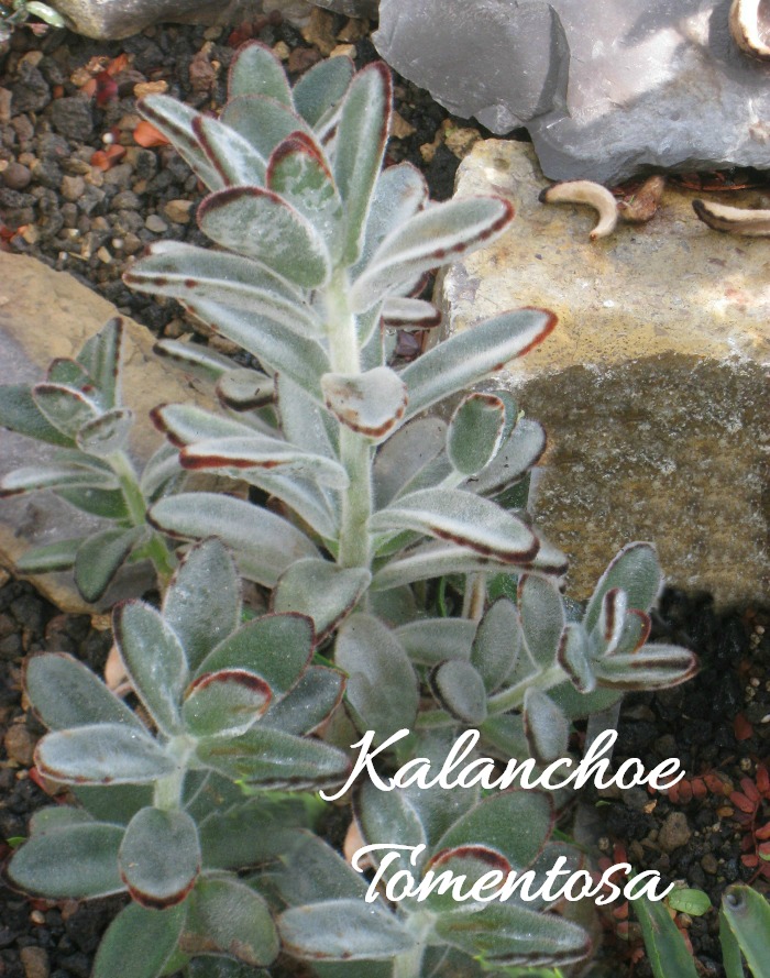 Kalanchoe Tomentosa – Cura de les orelles de cony de la planta de panda Orelles d'ase