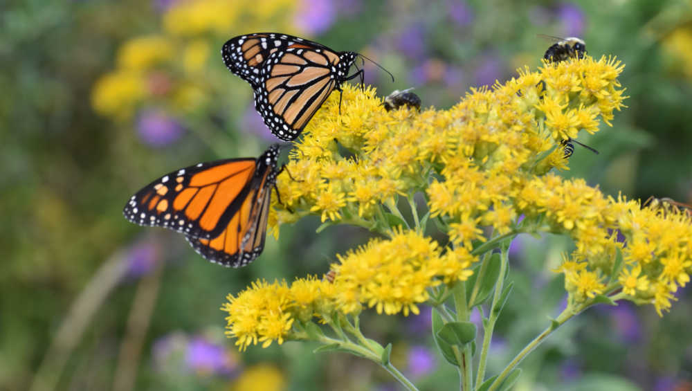 Atracción de mariposas monarca - Día de la Mariposa Monarca - Primer sábado