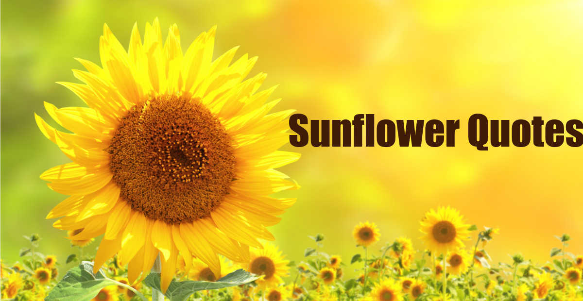 Saulėgrąžų citatos - 20 geriausių saulėgrąžų posakių su vaizdais