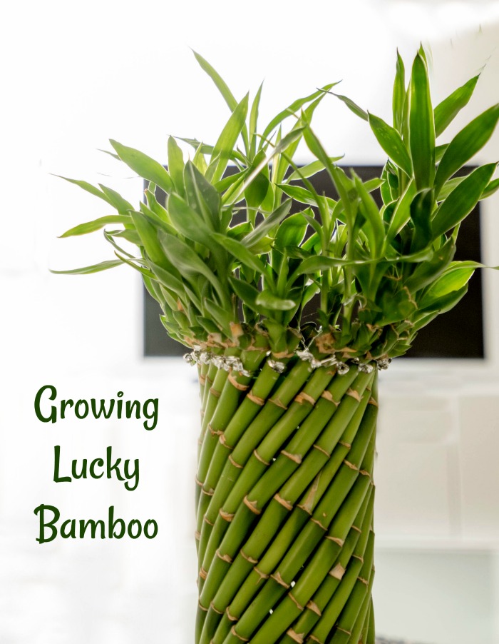 Tipy pro pěstování rostlin Lucky Bamboo - Dracaena Sanderiana Péče o rostliny
