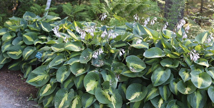 Hosta Companion Plants - Groeiende Hosta's mei skaad leafhawwende planten