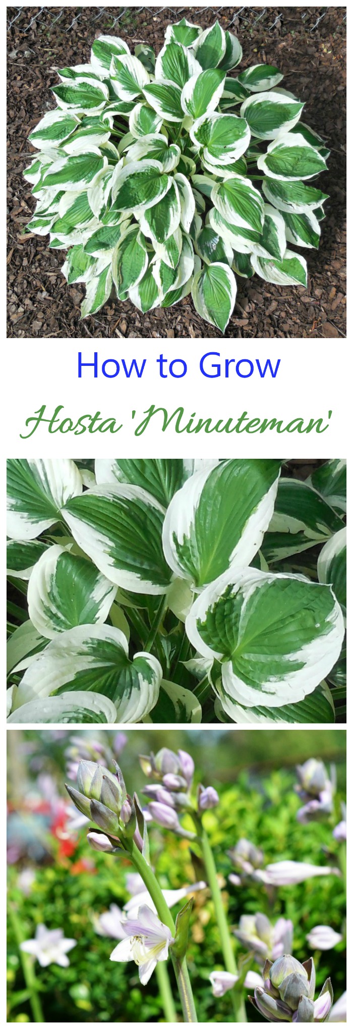 Hosta Minuteman - Συμβουλές για την καλλιέργεια Plantain Lily