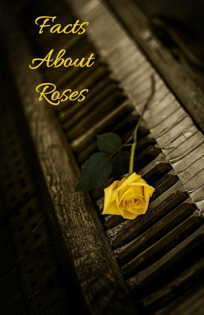 Romantiske rosencitater - 35 bedste rosenkærlighedscitater med billeder af roser