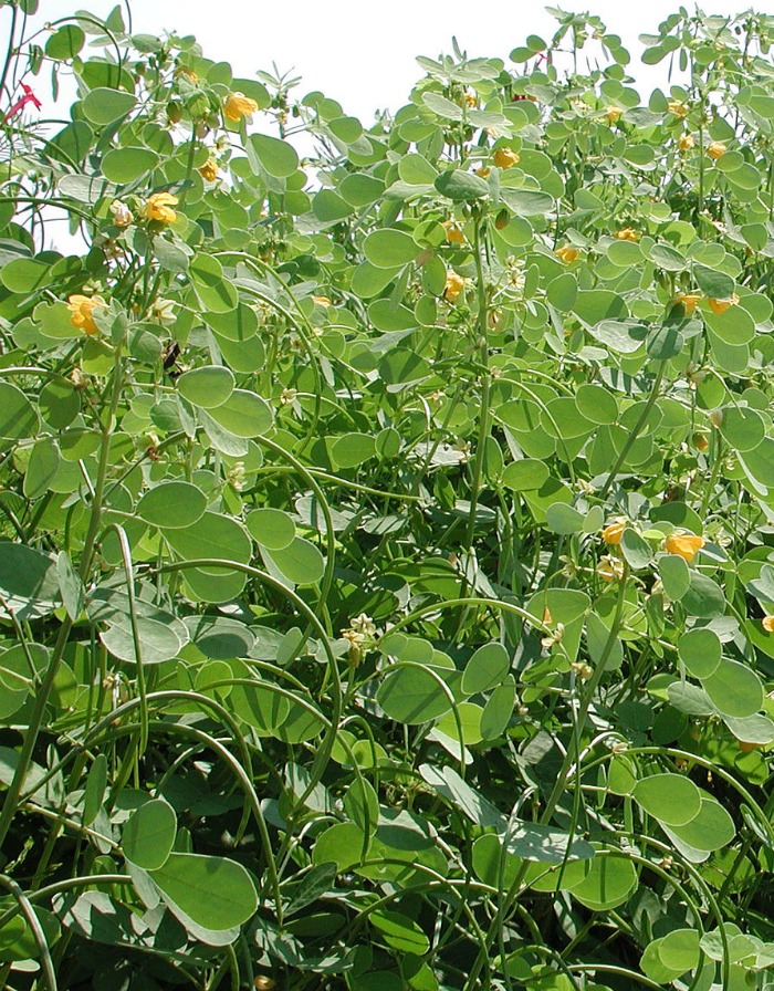 Sicklepod ပေါင်းပင်များကို ထိန်းချုပ်ခြင်း - Cassia Senna Obtusifolia ကို ဘယ်လို ဖယ်ရှားမလဲ။