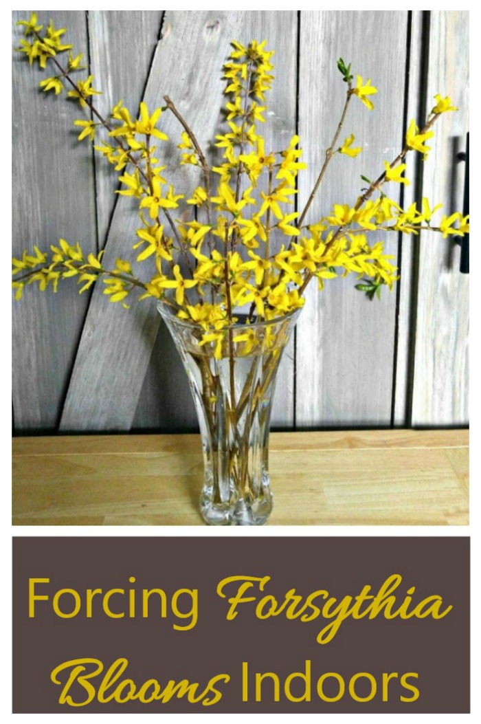 Forcera Forsythia inomhus - Hur man tvingar Forsythia att blomma
