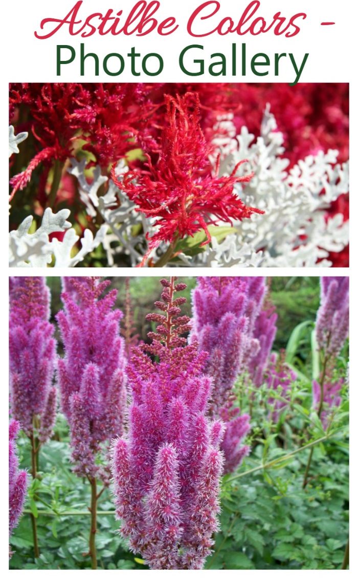 Astilbe Colours - The Stars of a Shade Garden
