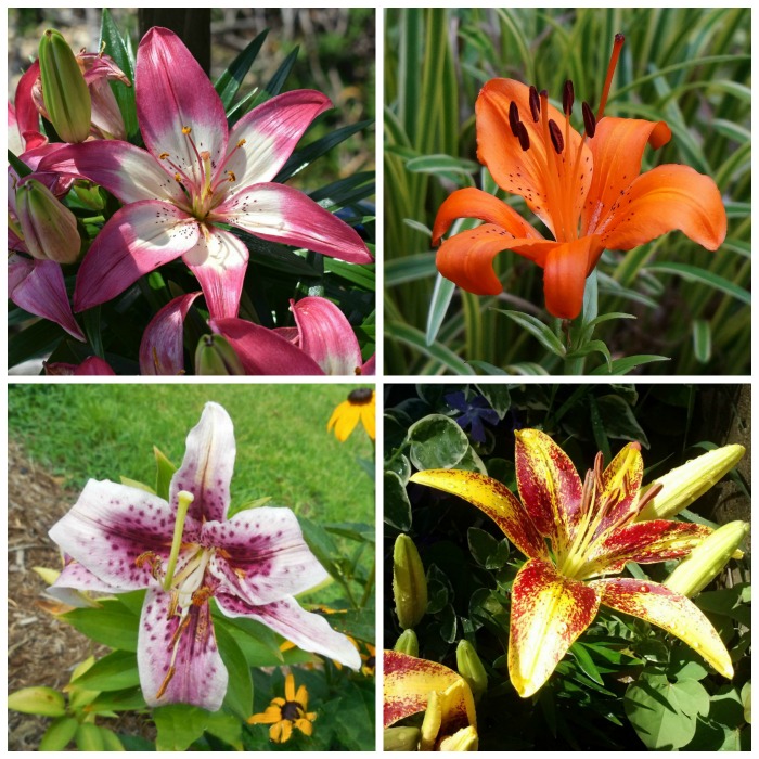 Bunga Lili Asia dan Oriental - Apa Perbedaannya?