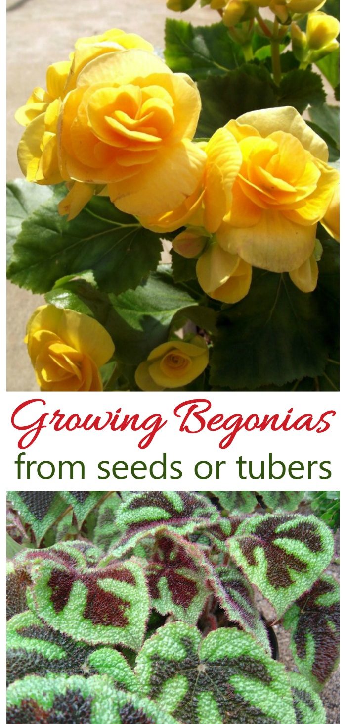 تزايد Begonias - نبات المنزل المبهرج مع الزهور والأوراق المذهلة
