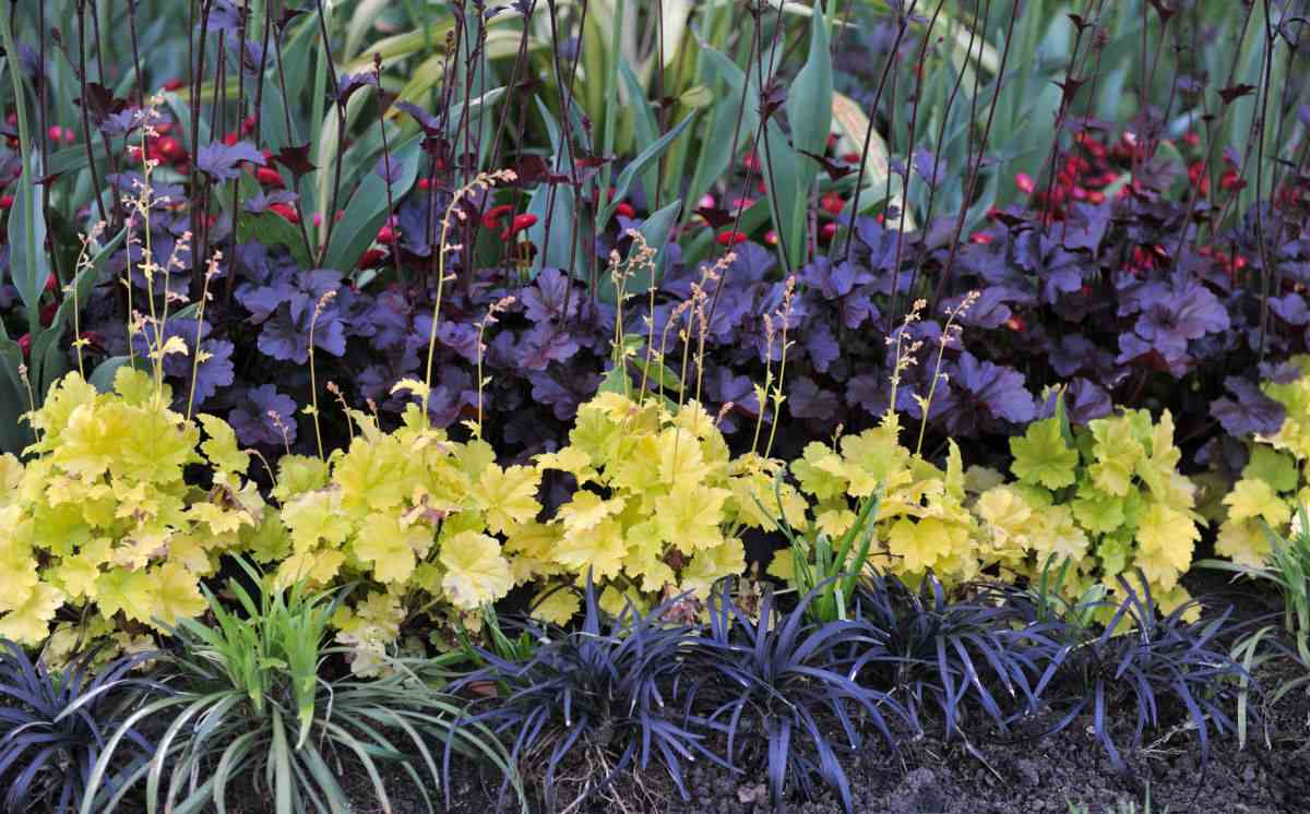 36 Plante negre - Crearea unei grădini gotice cu flori negre
