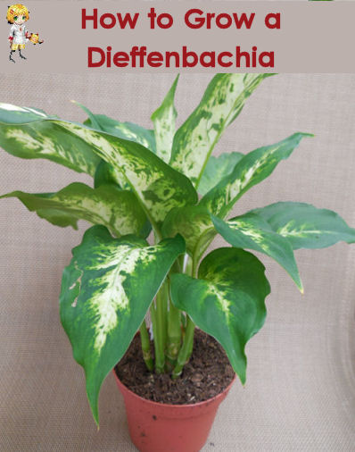 Cách trồng Dieffenbachia