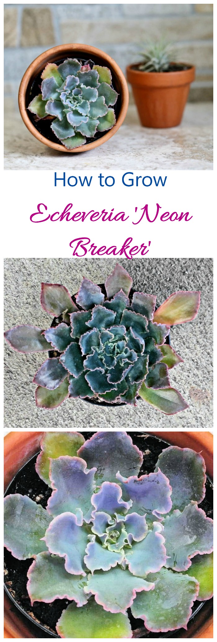 Echeveria Neon Breakers - Cultiva esta increíble suculenta de gran colorido