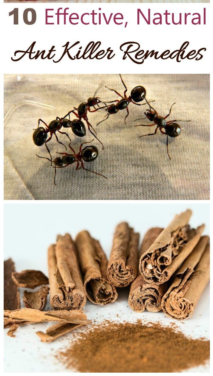 Prirodni lijekovi za ubijanje mrava