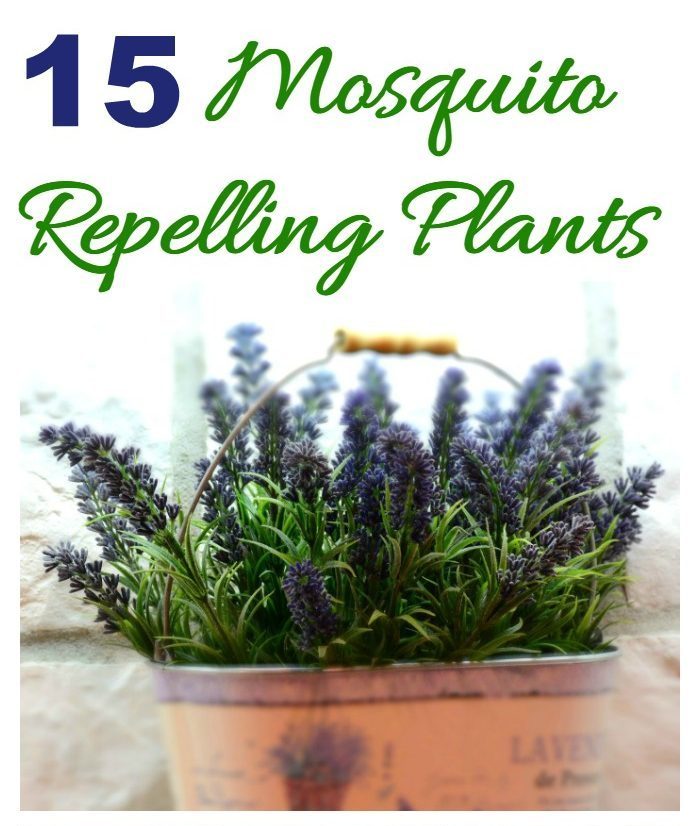 Myggavvisande växter - Håll insekterna borta!