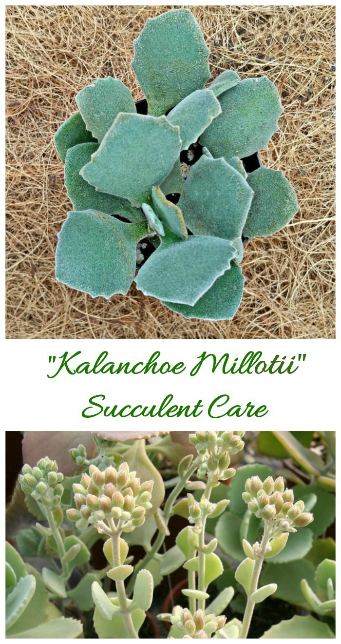 Kalanchoe Millotii Ornamental Succulent fra Madagaskar