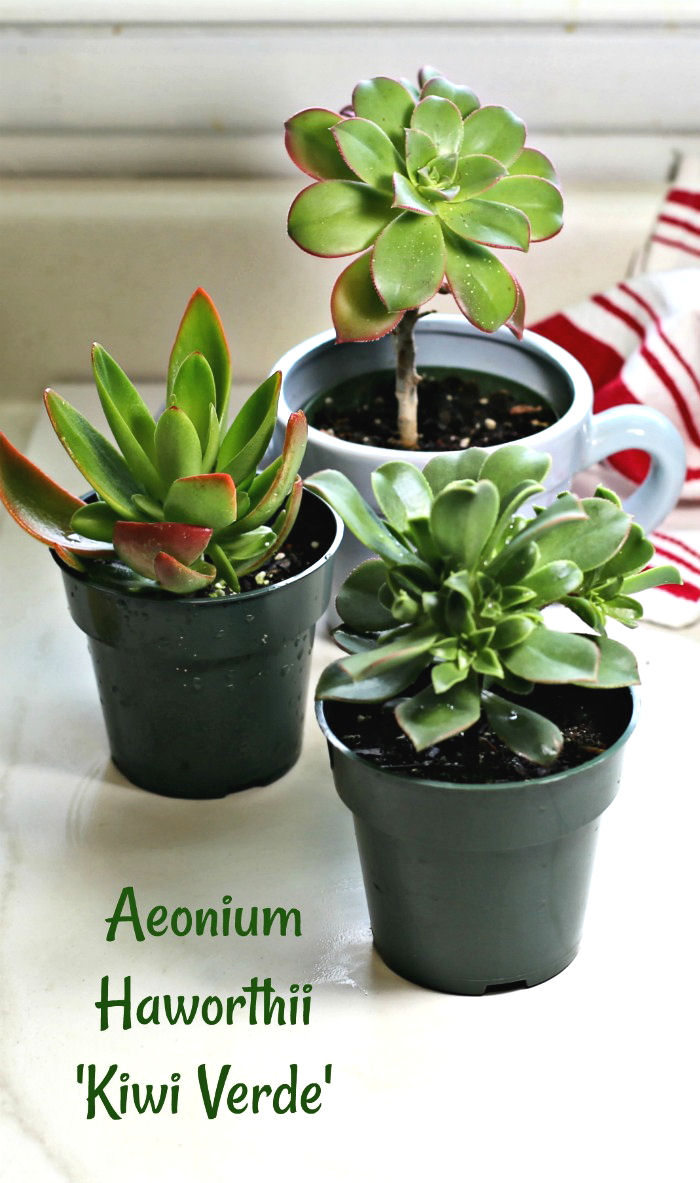 Выращивание суккулента Aeonium Haworthii - Kiwi Verde