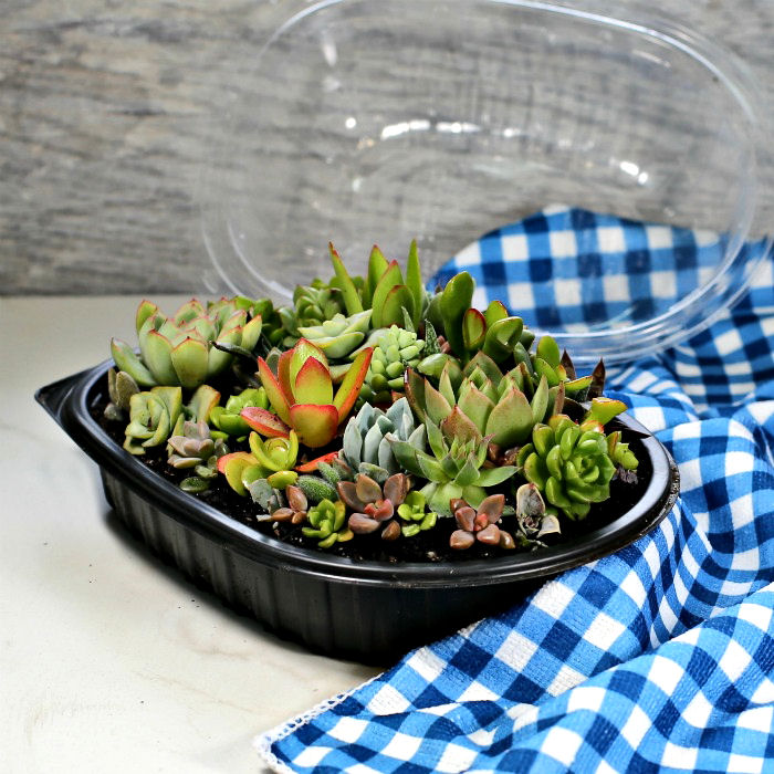 Rotisserie Kuku Mini Terrarium - Recycled Mini Terrarium au Greenhouse