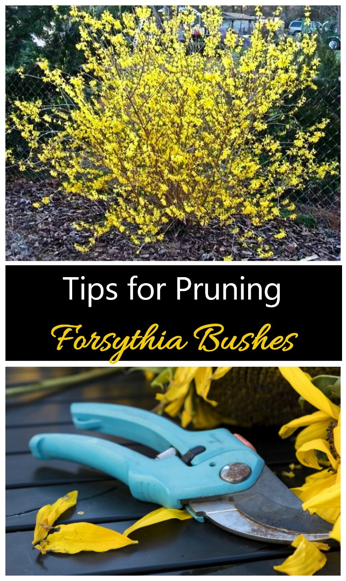 Pruning Forsythia - Hvernig og hvenær á að klippa Forsythia runna
