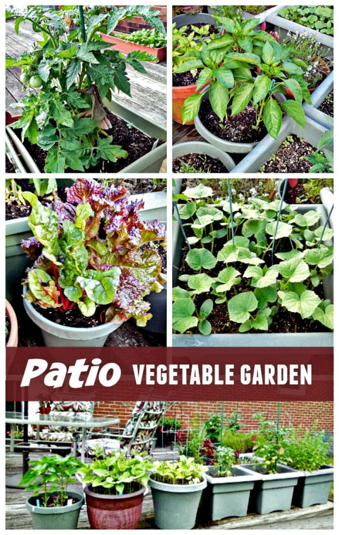 Zeleninová záhrada na terase - 11 tipov na pestovanie zeleniny na terase