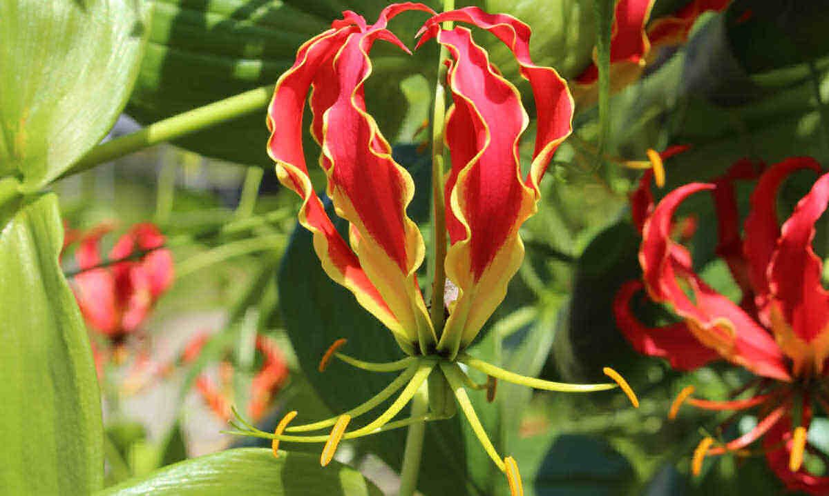 Gloriozes lilija - Kā audzēt kāpjošu liesmveida liliju - Gloriosa Rothschildiana