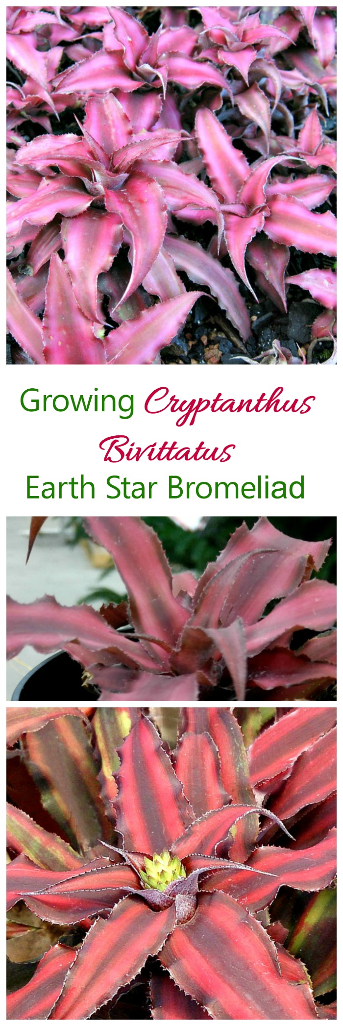 Cryptanthus Bivittatus - වර්ධනය වන පෘථිවි තරුව Bromeliad