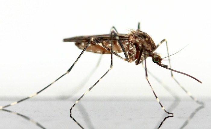 Домаћи репелент против комараца – есенцијално уље ДИИ спреј против комараца