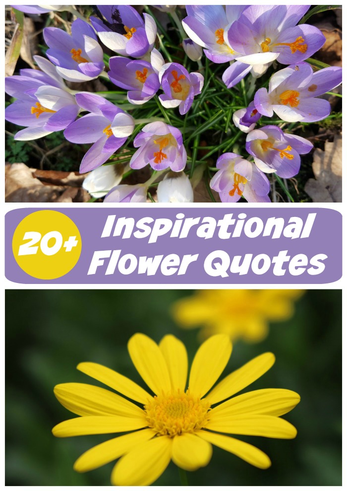Įkvepiančios gėlių citatos - motyvaciniai posakiai su gėlių nuotraukomis