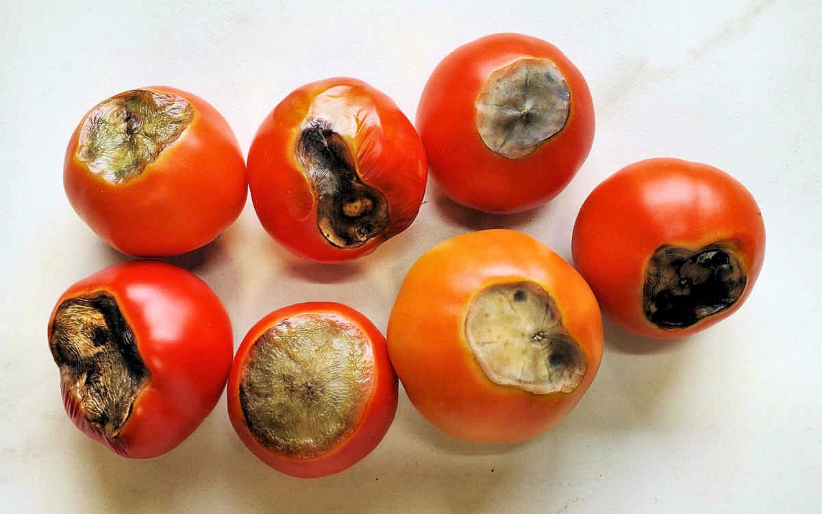 Hniloba dna paradajok - príčina - ošetrenie konca kvetu paradajok