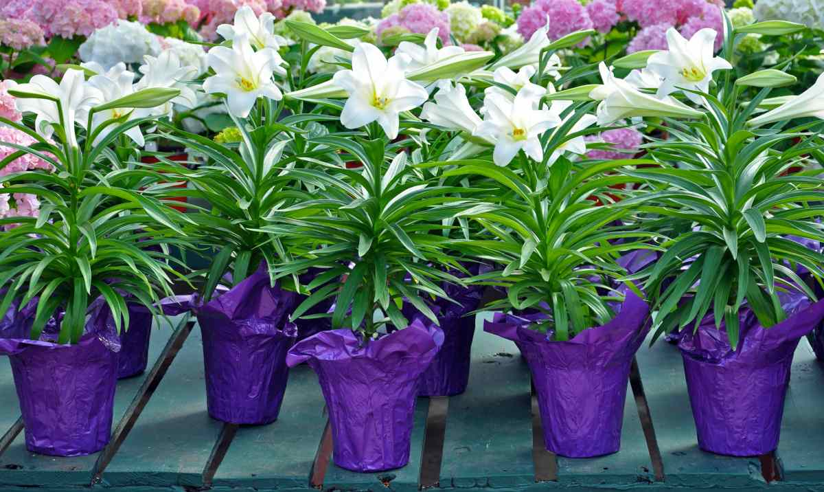 Easter Lily - Daryeelka &amp; amp; Koritaanka Lilium Longiflorum - Astaanta &amp; amp; Noocyada
