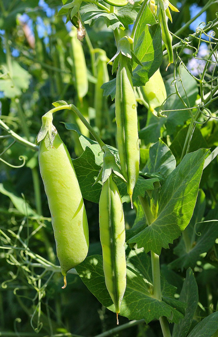 豌豆的种类 - 花园豌豆的种植技巧 - 雪糖豌豆 英式豌豆