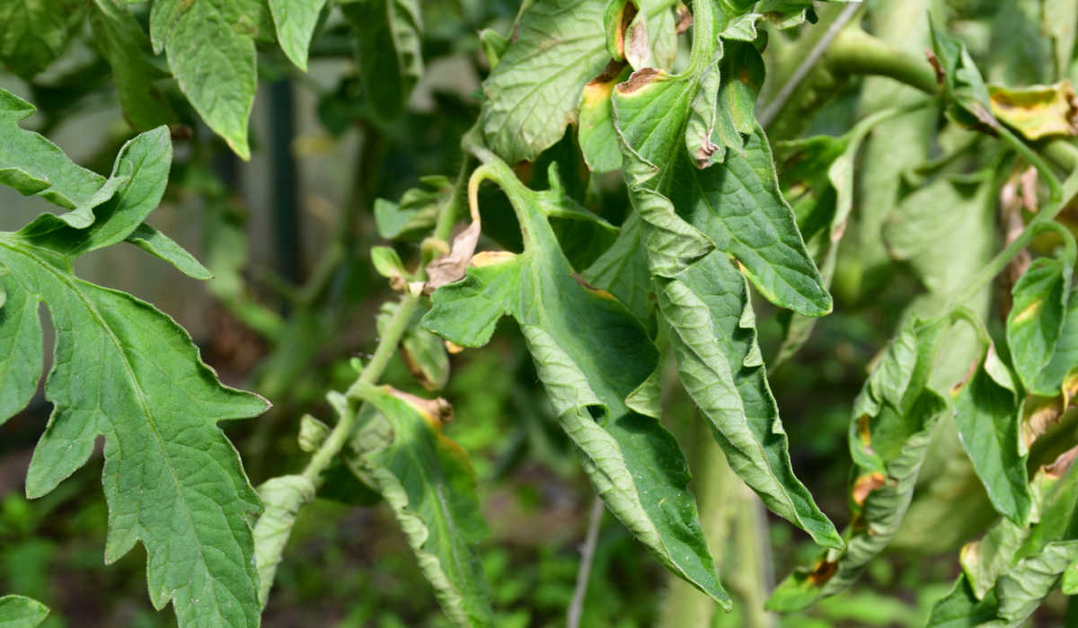 Warum kräuseln sich die Blätter von Tomatenpflanzen? 10 Ursachen für das Kräuseln von Tomatenblättern