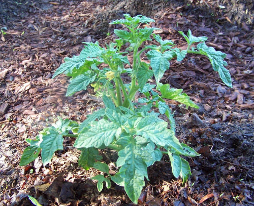 Lumalagong Determinate Tomato Plants – Perpekto para sa mga Lalagyan