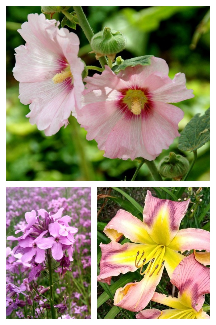 Розовые цветы - лучшие цветущие розовые однолетники и многолетники для вашего сада