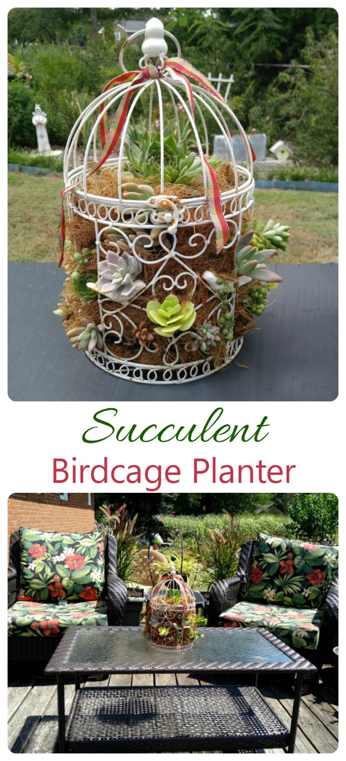 Gabbia per uccelli con piante succulente - Progetto di giardino fai-da-te facilissimo