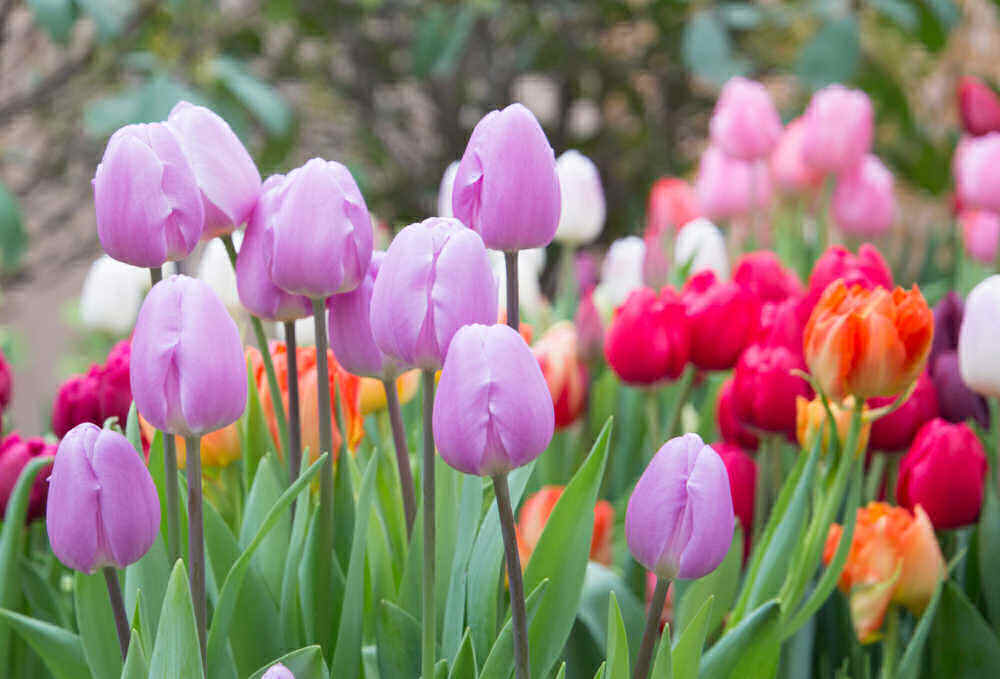 Menanam Bunga Tulip - Cara Menanam dan Merawat Bunga Tulip + Tips Cuaca Hangat