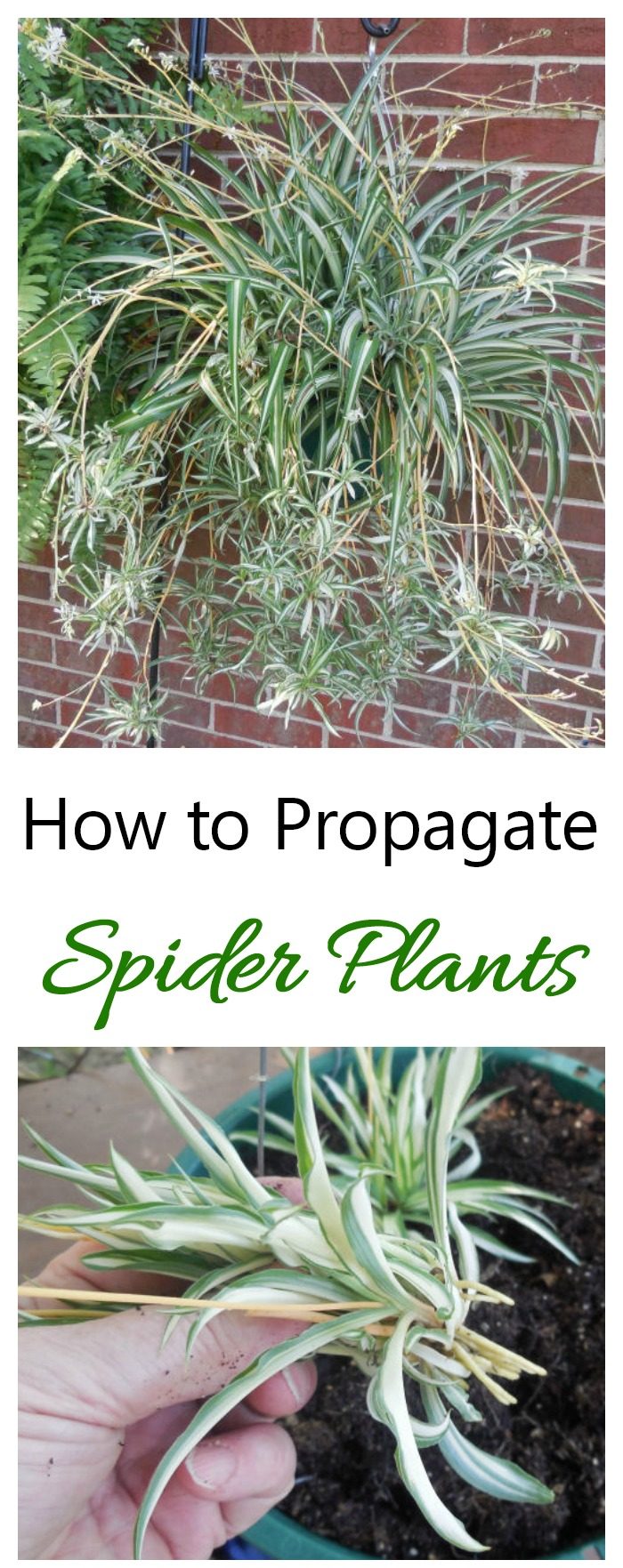 Cómo propagar plantas araña a partir de crías