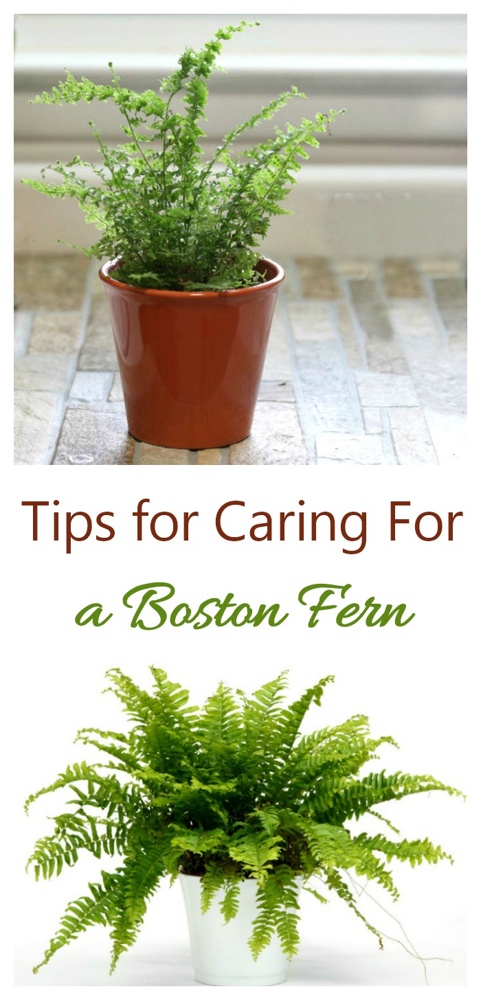 Starostlivosť o Boston Fern - Pestovanie Nephrolepis Exaltata