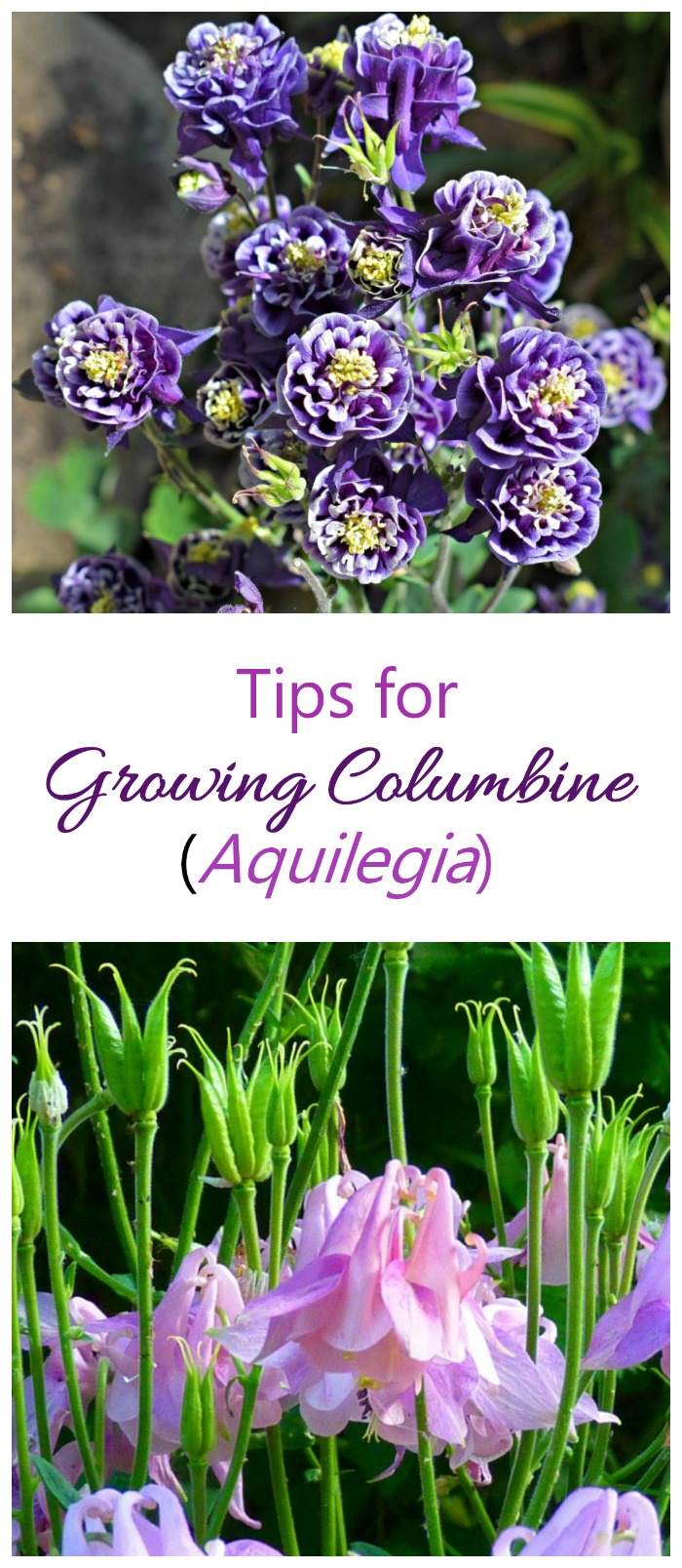 تزايد كولومبين - كيفية زراعة Aquilegia للحصول على أزهار فريدة على شكل جرس
