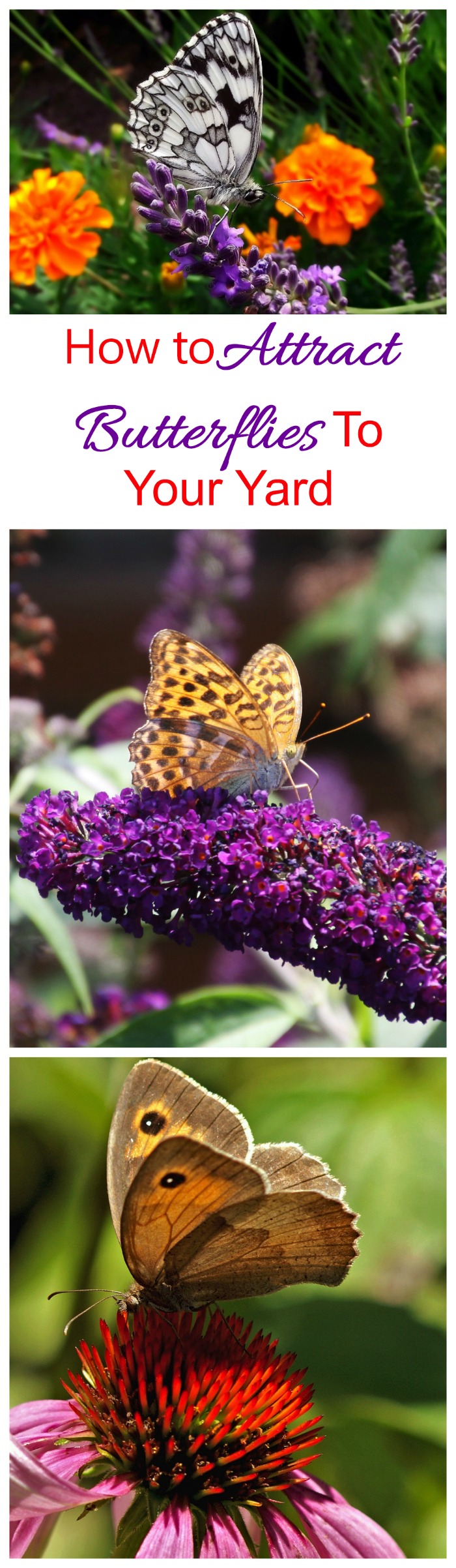 جذب الفراشات - نصائح لجذب الفراشات إلى حديقتك مثل المغناطيس